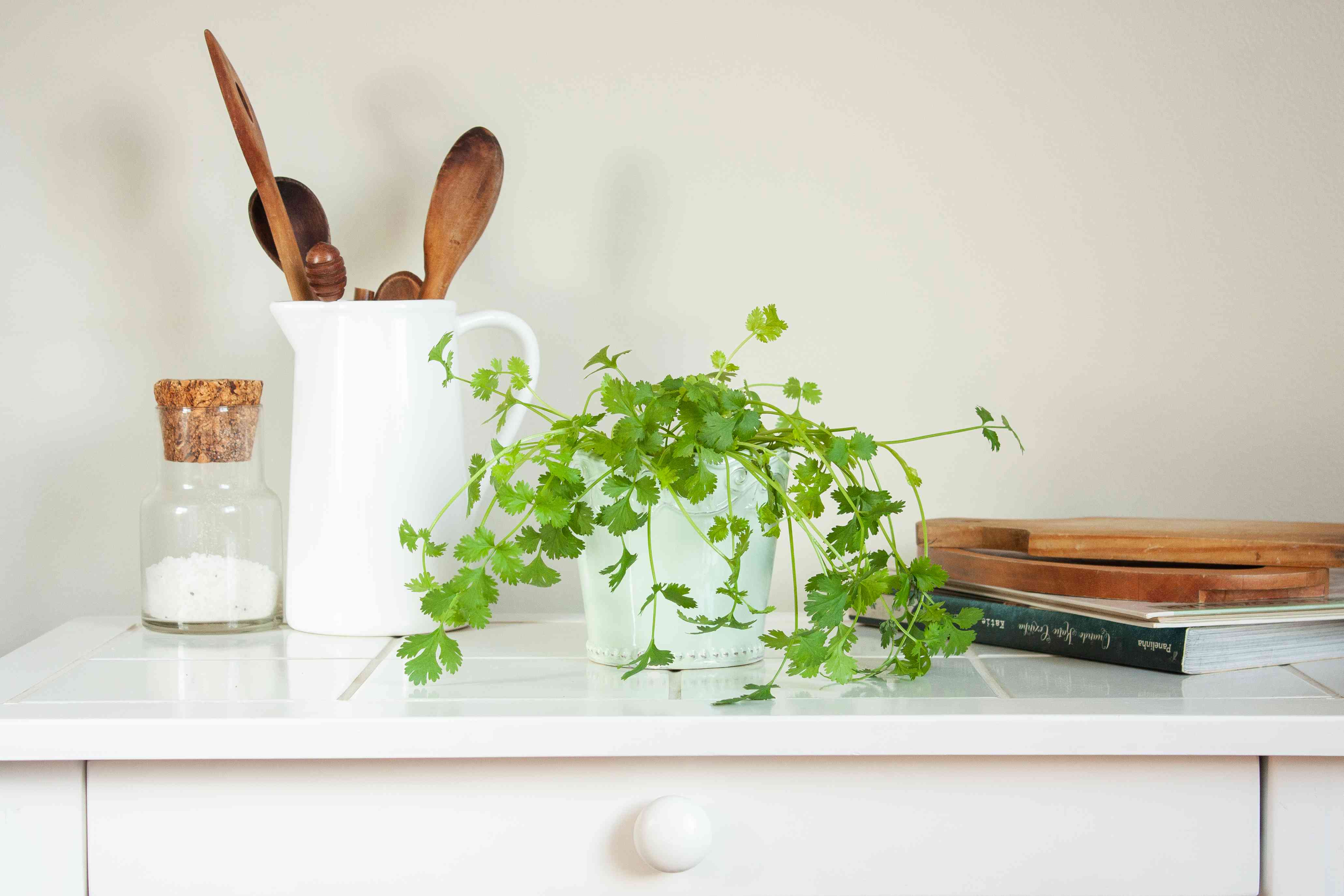 How to Grow Cilantro (Coriander) Indoors