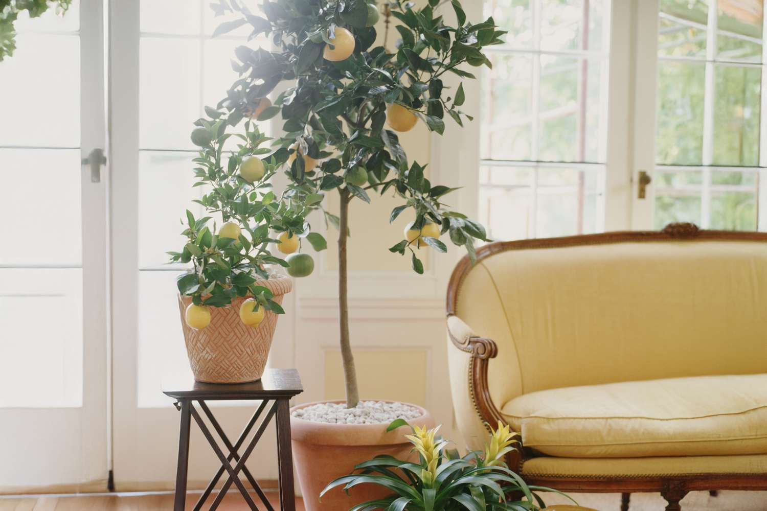 The Best Fruit Tree to Grow IndoorsAnd Why Experts Say It’s Surprisingly Easy