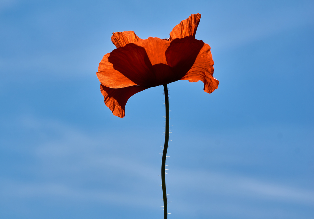 Finding peace after years of abuse: a journey through grief