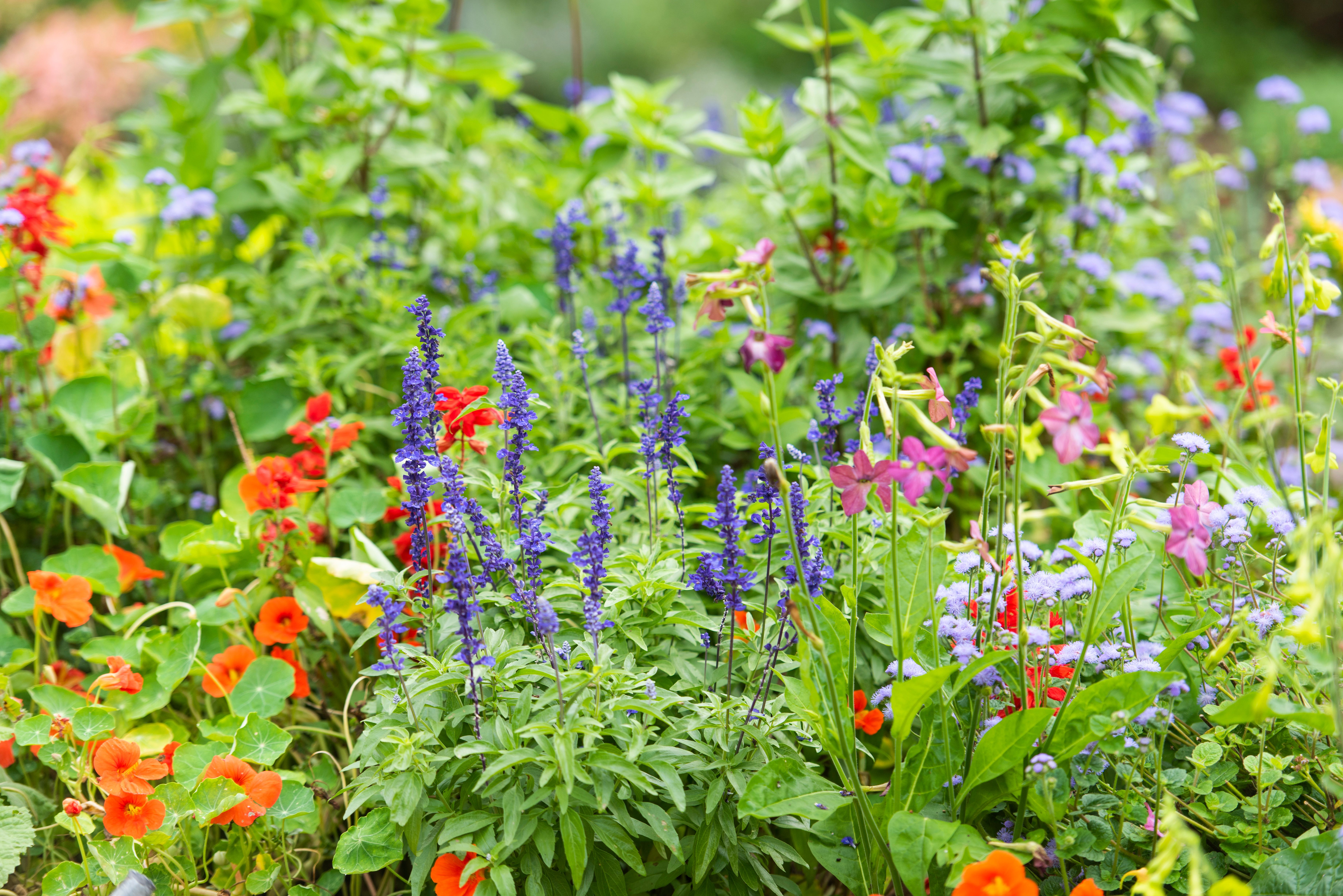 9 Fall Annuals That Add Instant Color to Your Garden
