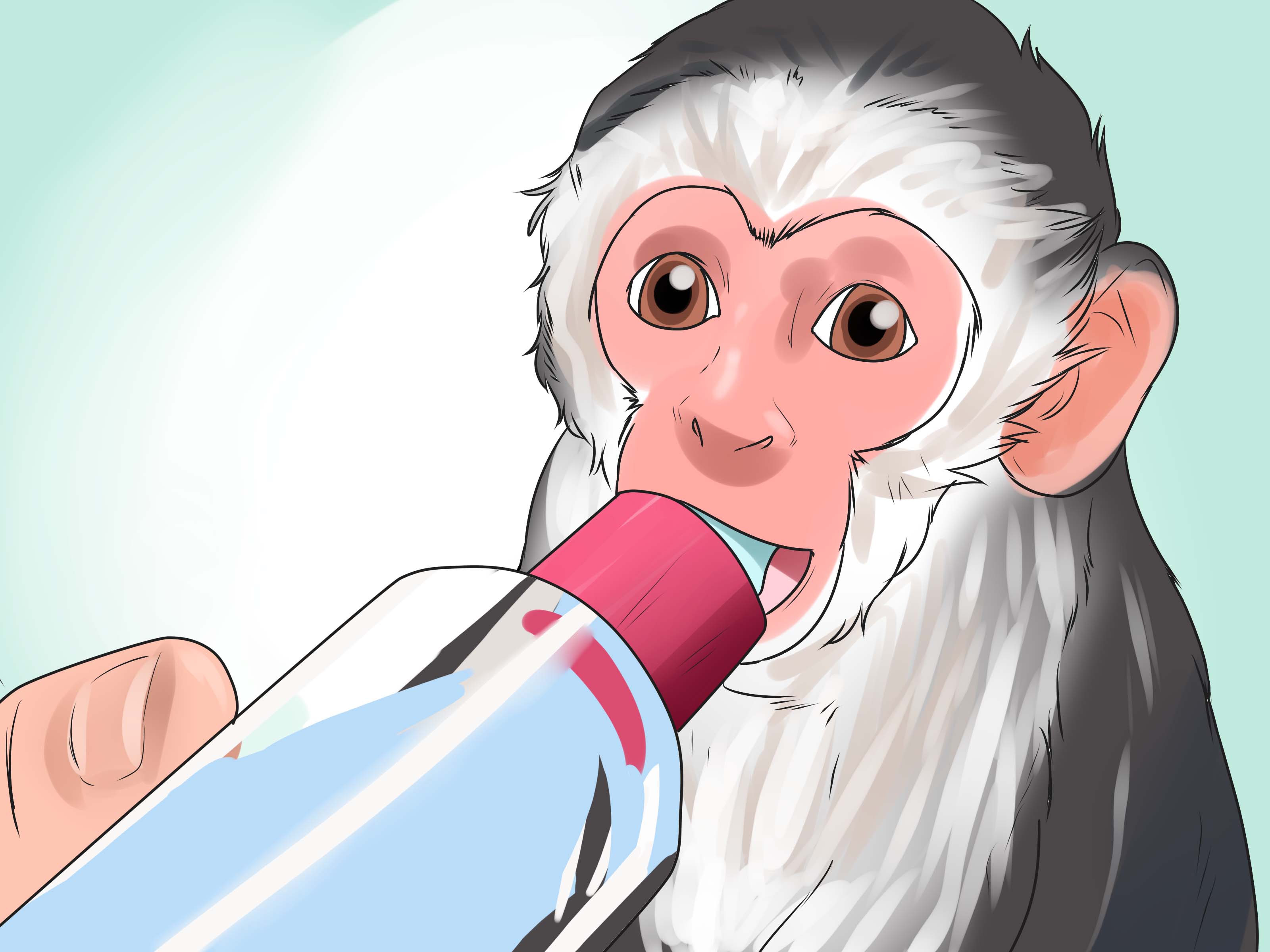 How to Keep Capuchin Monkeys As Pets