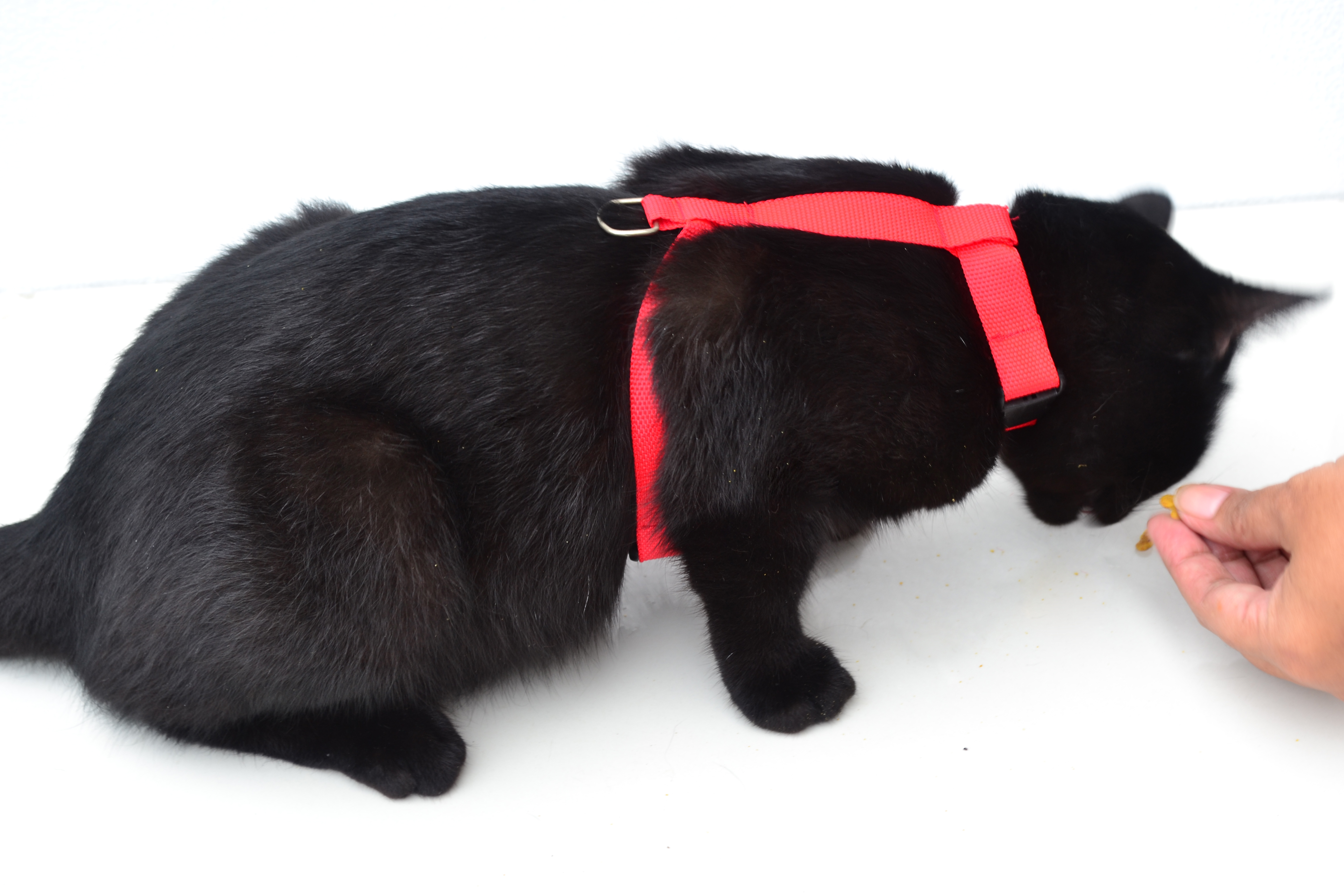 How to Put on a Cat Harness the Best Way with Easy Steps