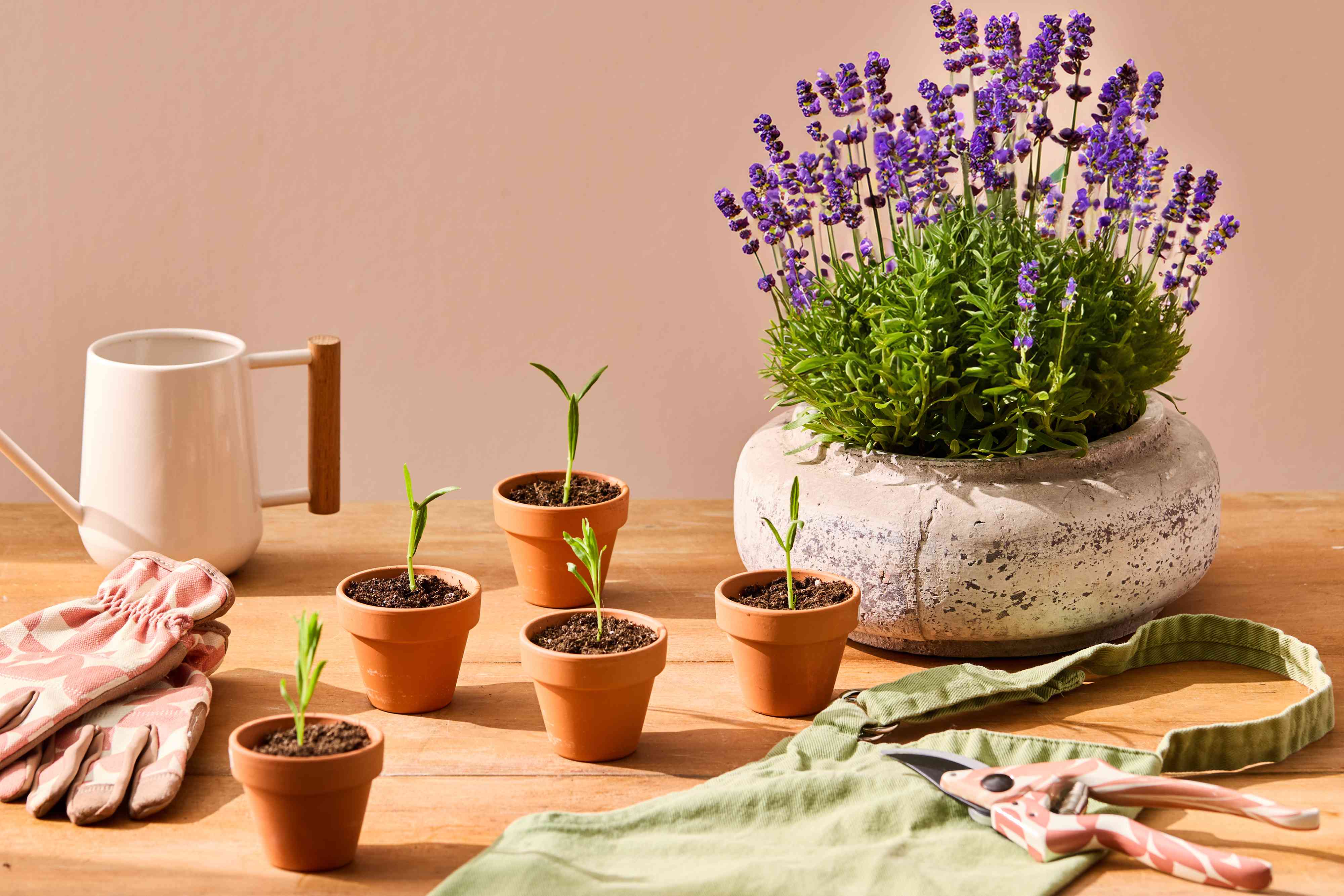 How to Propagate Lavender in 7 Easy Steps