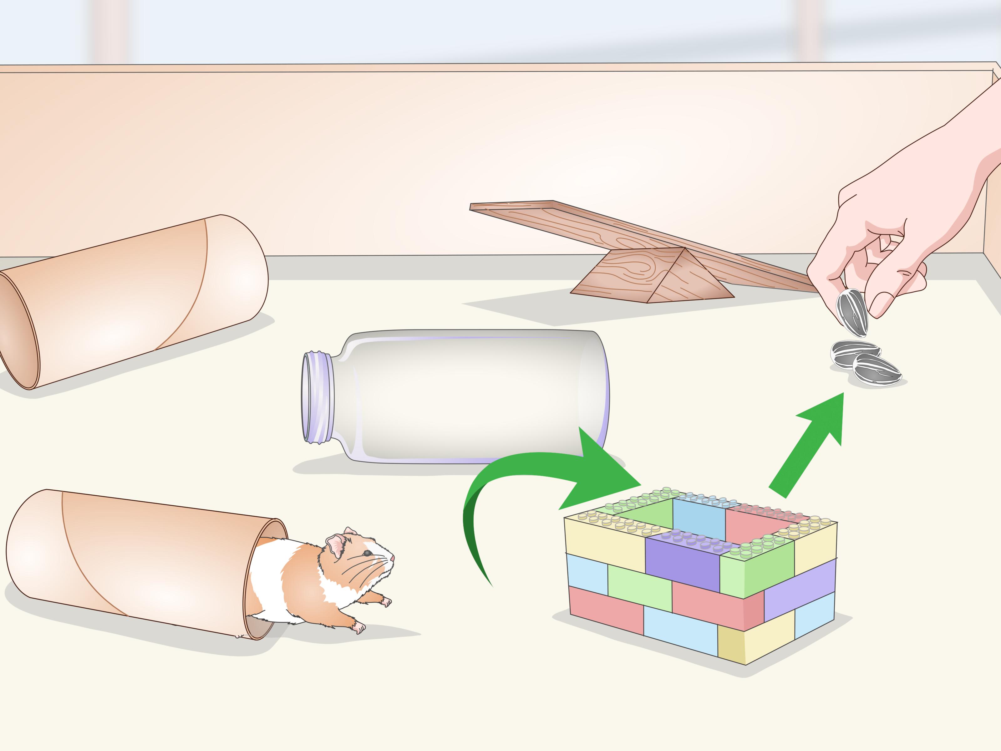 How to Teach a Hamster Tricks: 15 Steps
