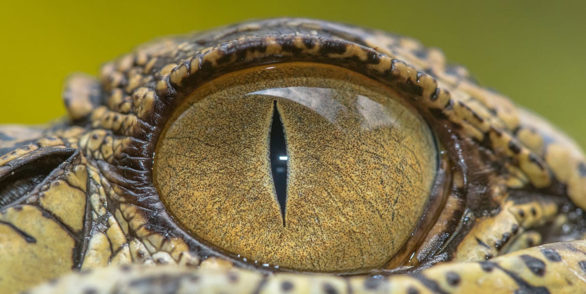 Scientists Say This Ancient Crocodile Could Rewrite a Branch of Evolution