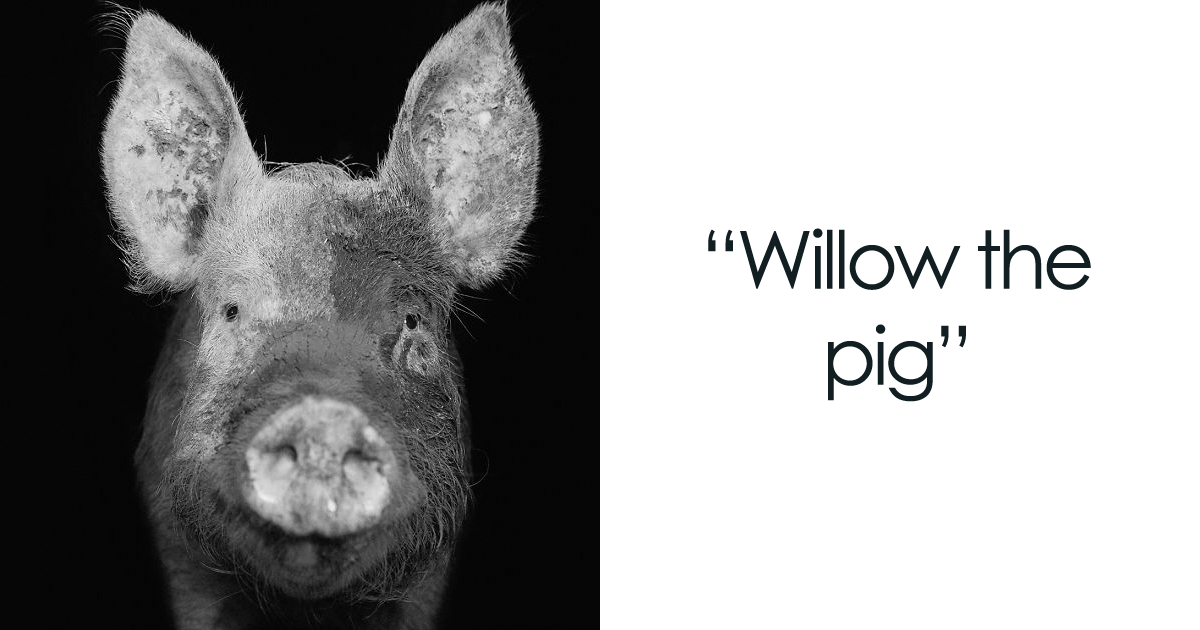 I Became Vegan After Photographing Farm Animals (14 Pics)