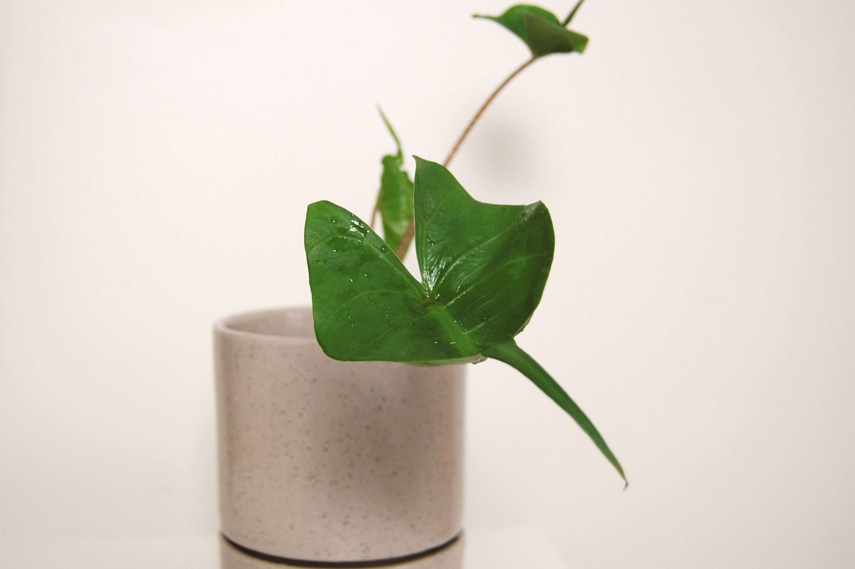 How to Grow and Care for Alocasia Stingray