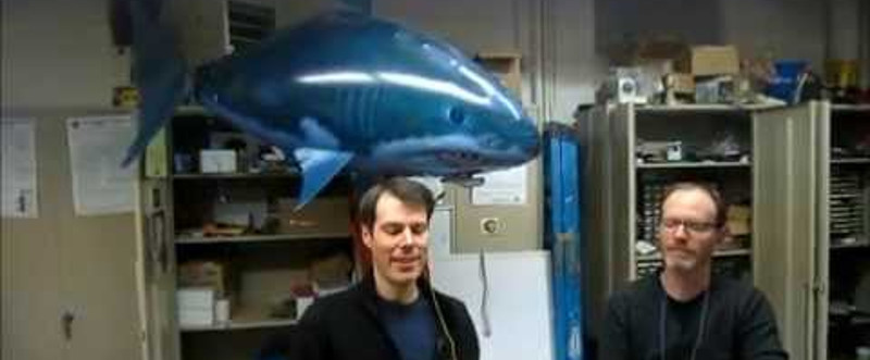 School Of Friends Use Thought Control On A Shark