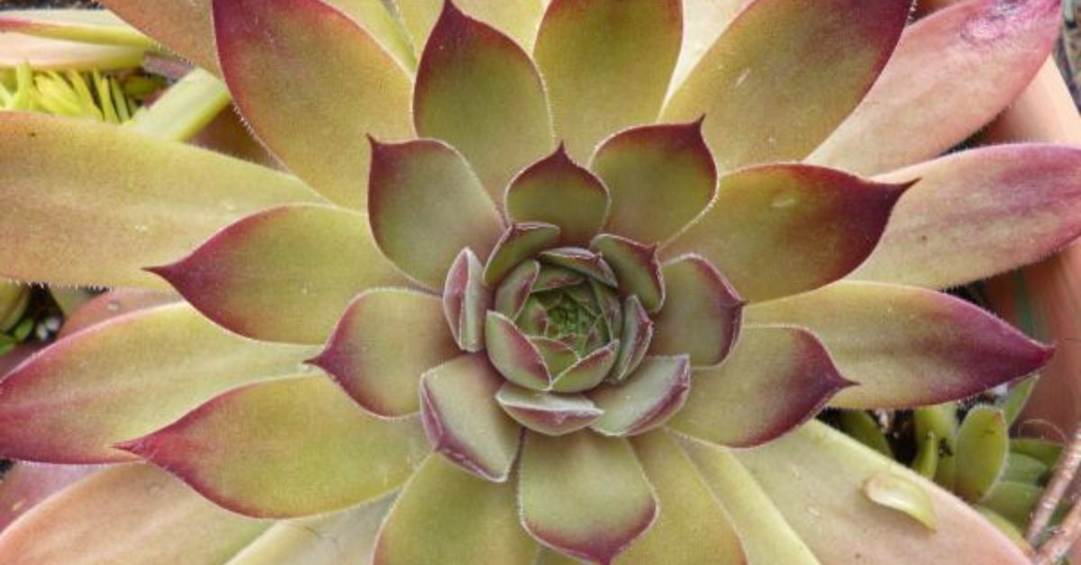 Sempervivum in the Fall…