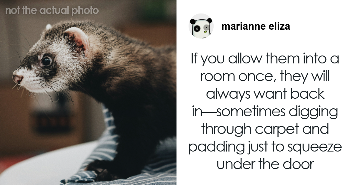 46 Honest Warnings From Pet Owners That Reveal What Life With Animals Is Really Like