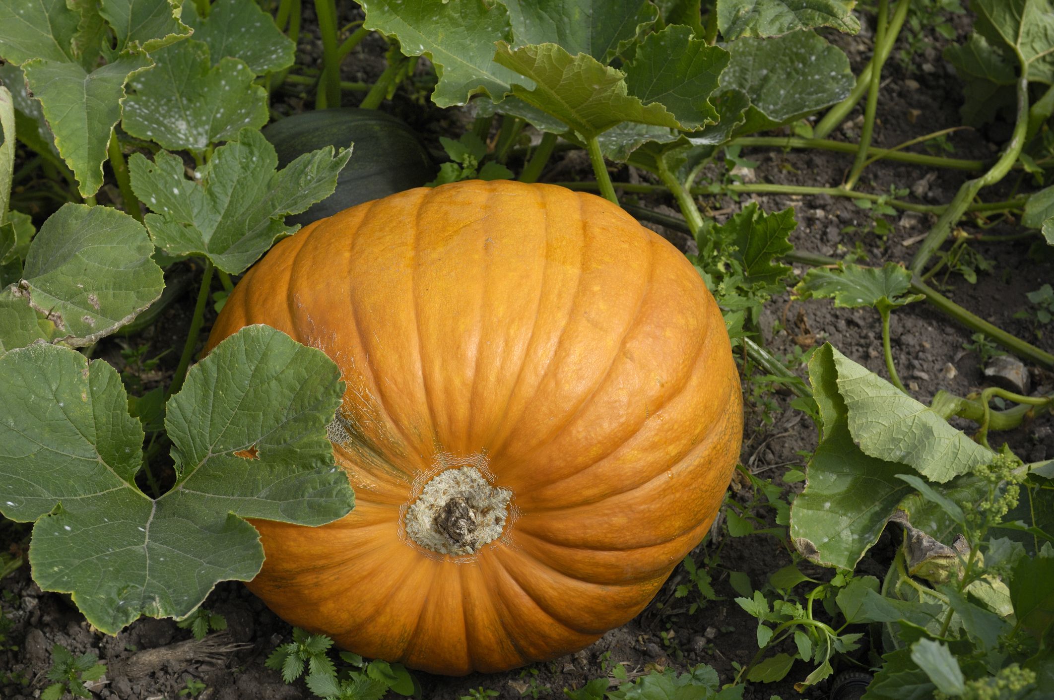 How to Have a ‘Great Pumpkin’ Halloween Full of Cozy Nostalgia