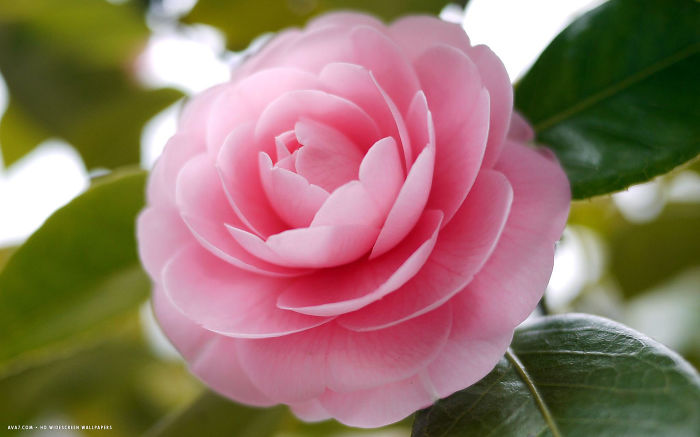 Beautiful Flowers From Around The World