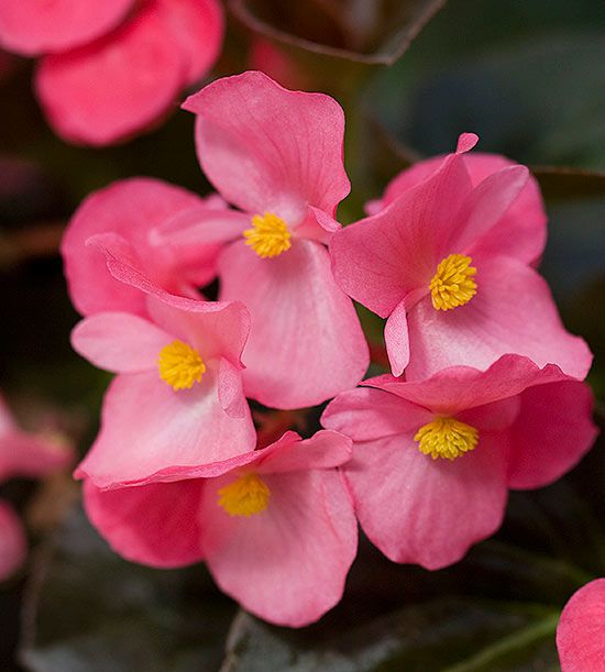 How to Care for Begonias