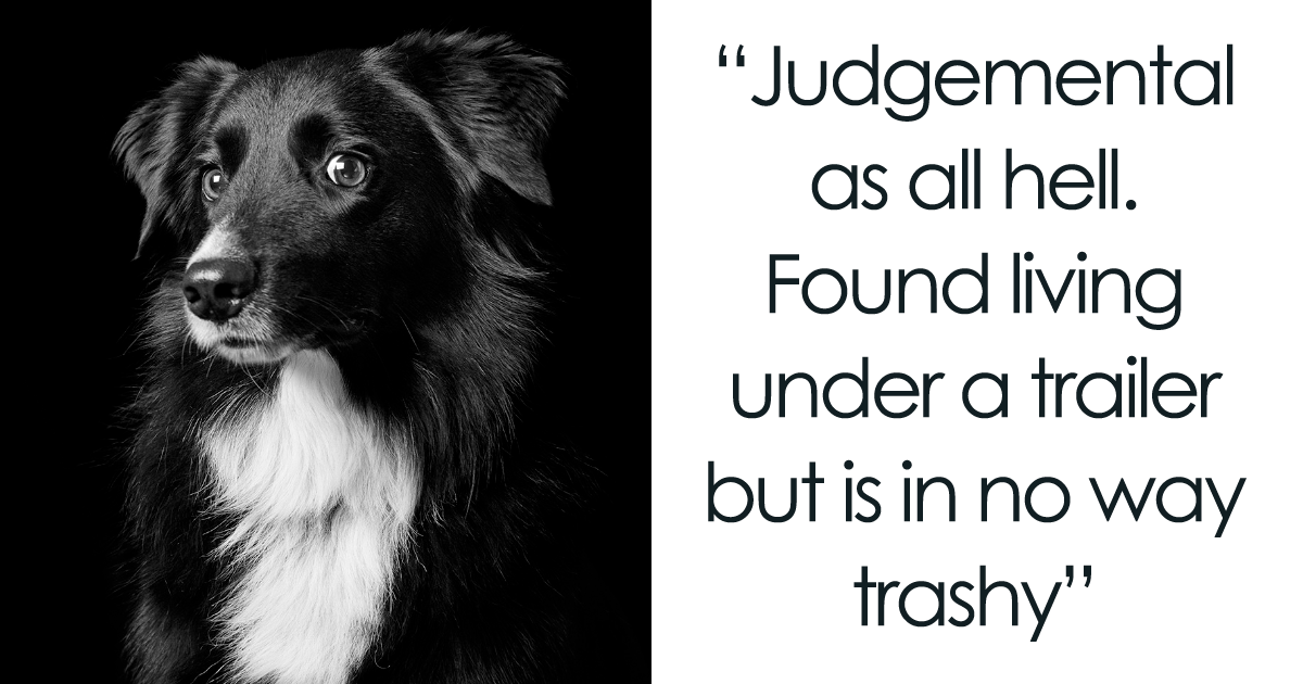 Black Dogs And Cats Are Last On The List For Adoption, I Want To Change That By Taking Beautiful Portraits Of Them