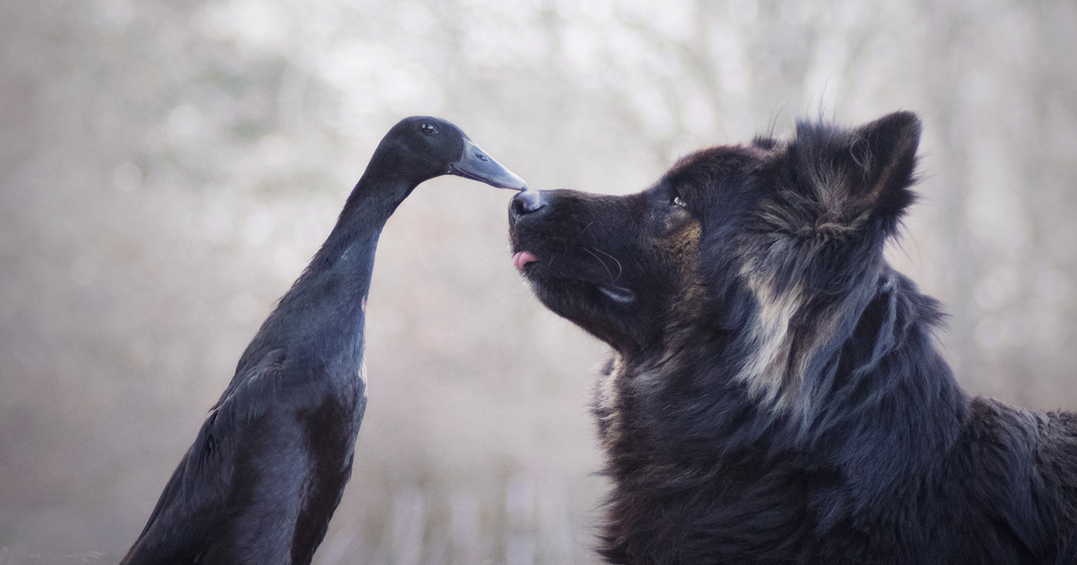 I Capture The Unexpected Friendship Between My Dog And My Duck On Film