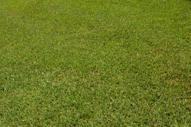 When to Fertilize After Thatching a Lawn?