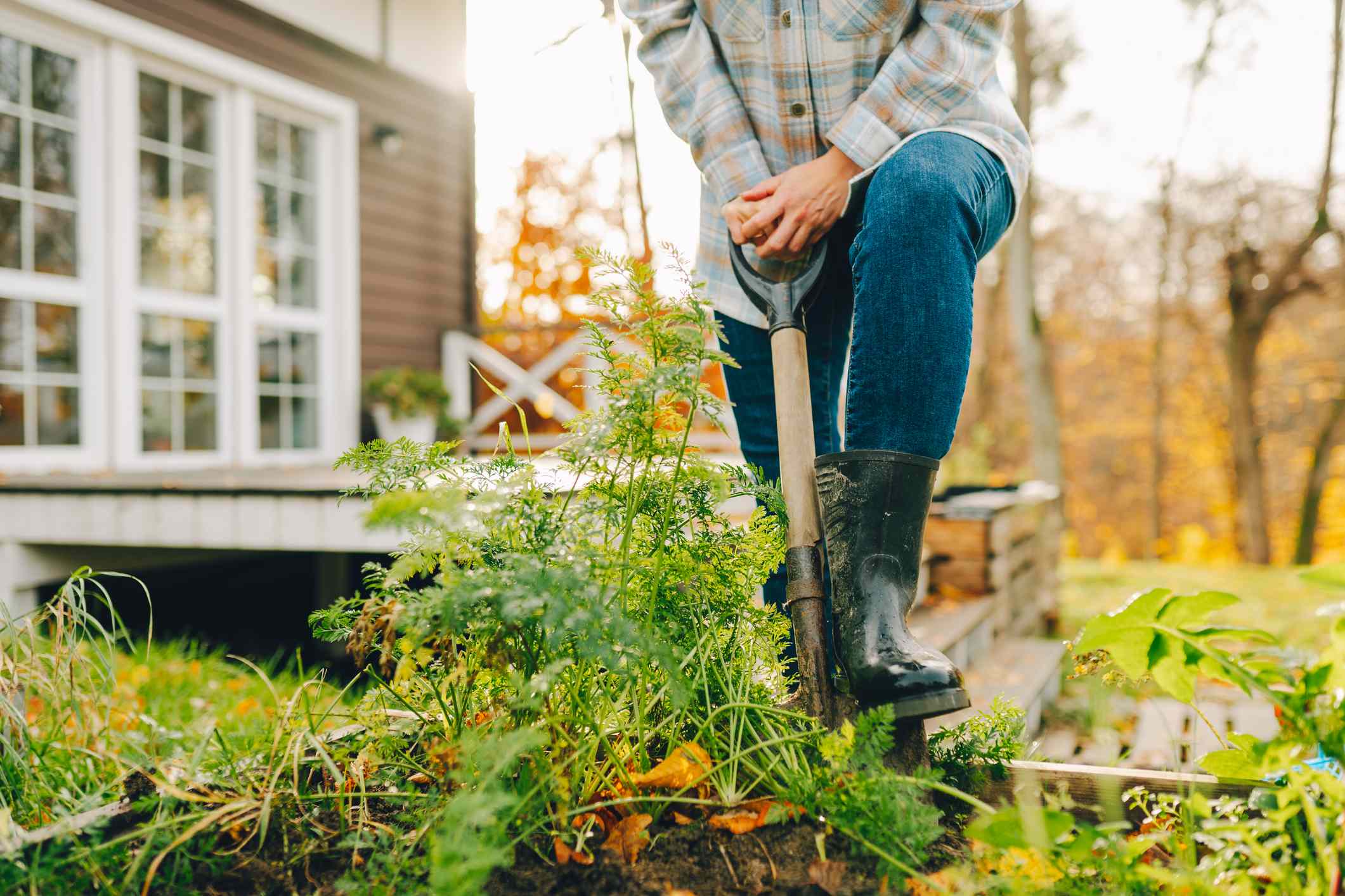 9 Flowering Perennials You Can Plant in November for Beautiful Spring Blooms
