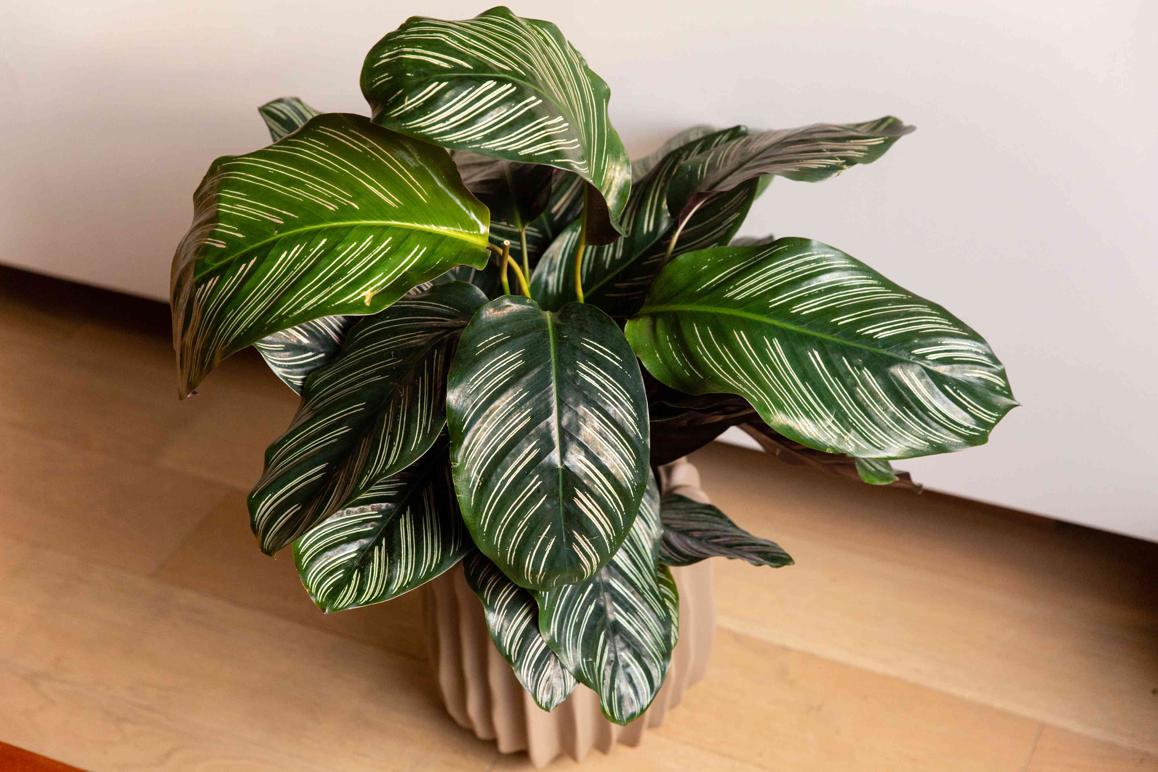 How to Grow and Care for Calathea Ornata