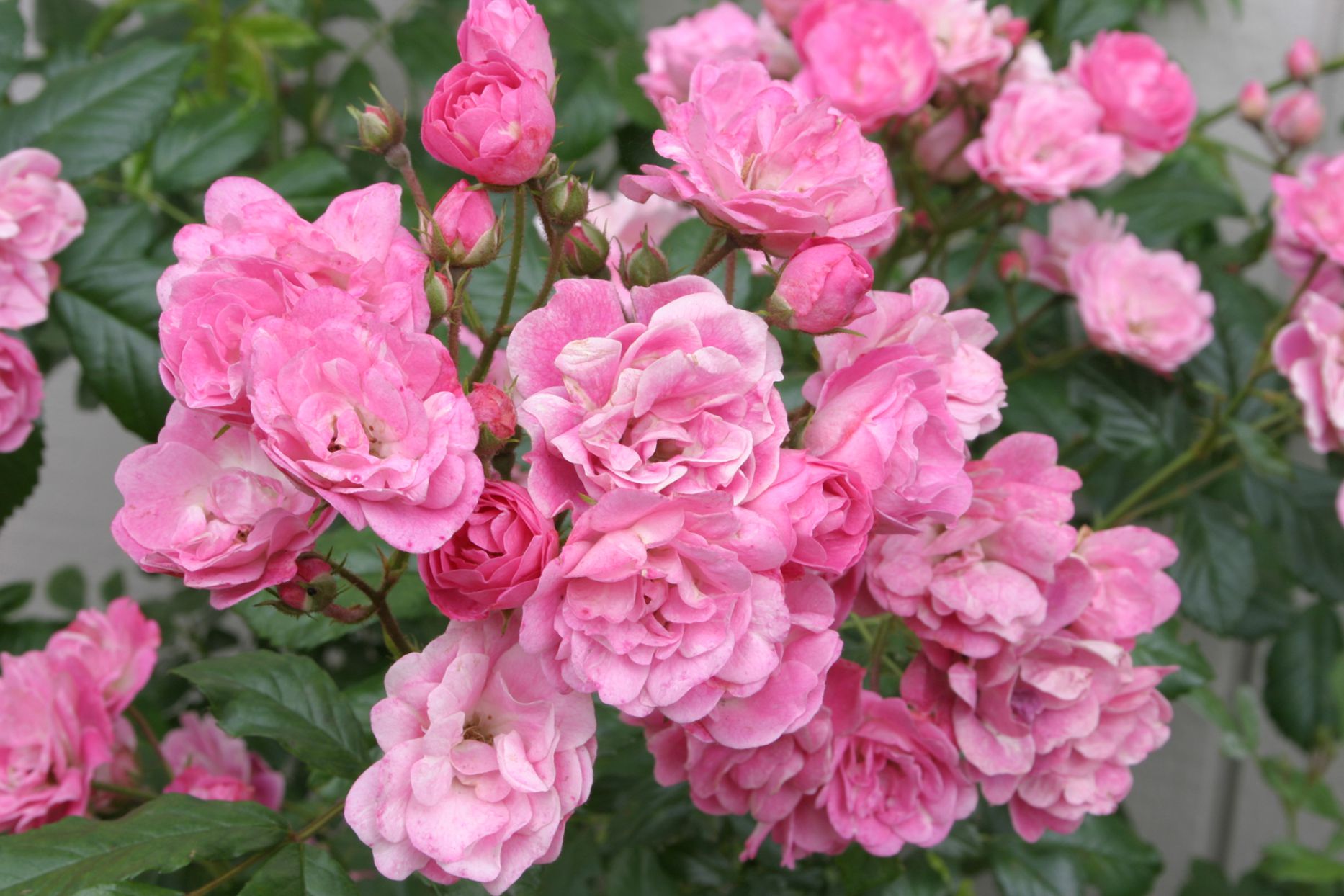 Here’s When to Fertilize Roses for Bigger, Brighter Blossoms