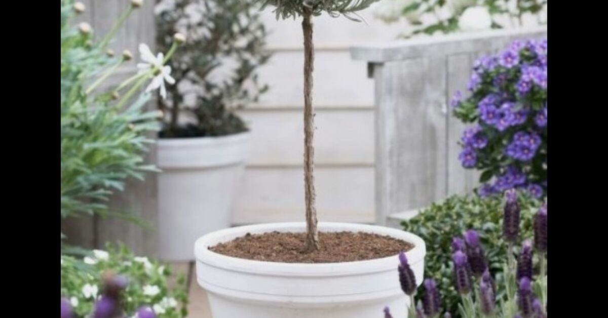 Create an Easy Lavender Topiary