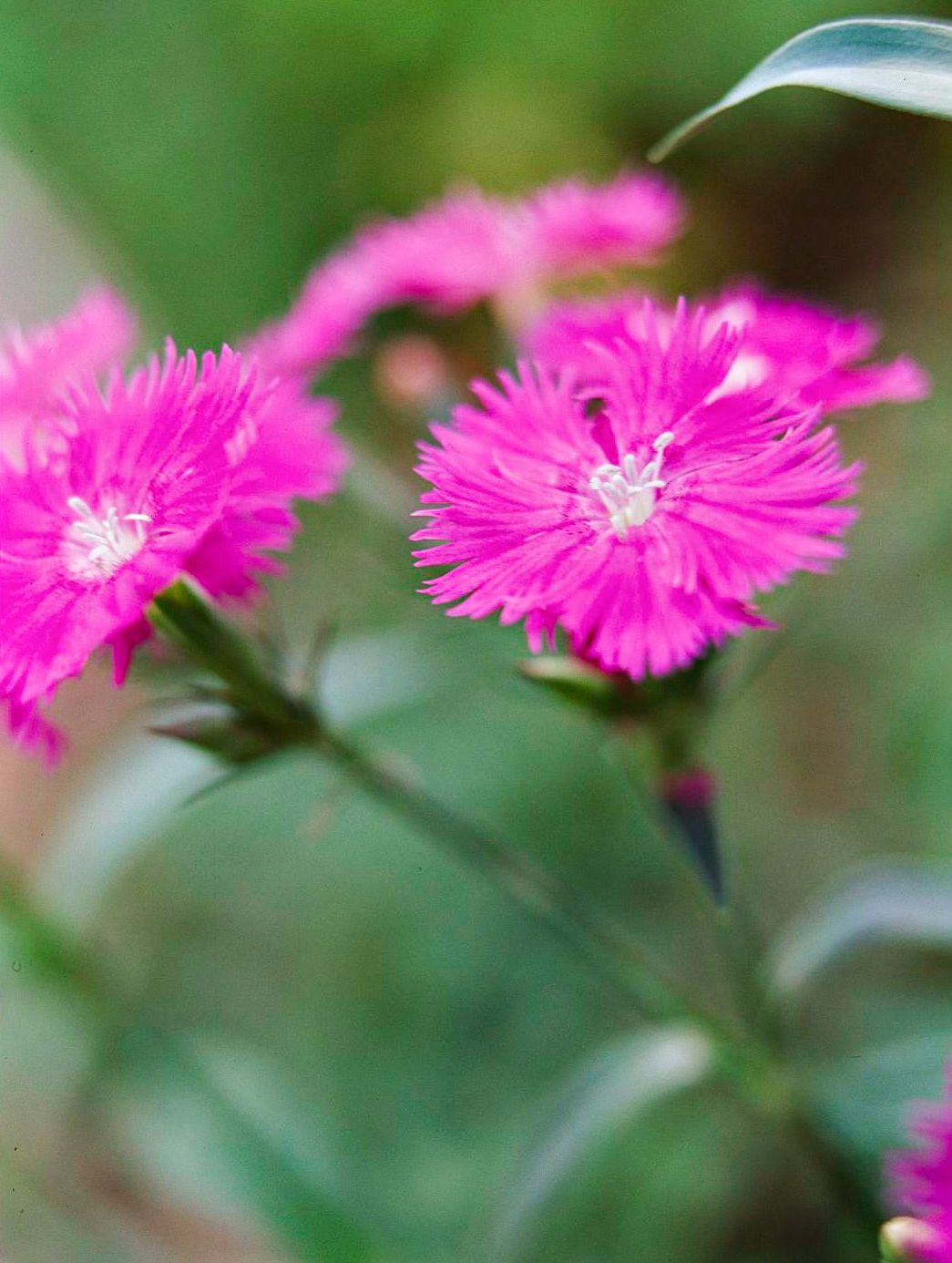 23 Fragrant Flowers for Your Garden