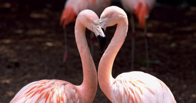 10 Surprising Bird Mating Rituals