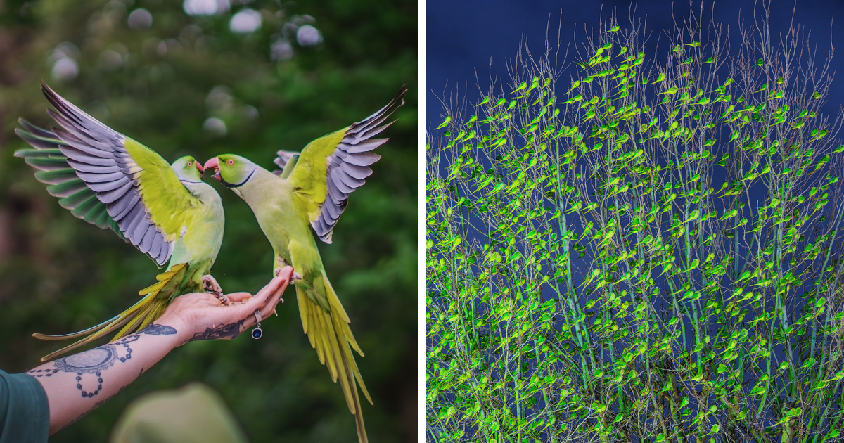 I Thought London’s Winter Had Turned Green, Until I Realized It Was A Thousand Parakeets (35 Pics)