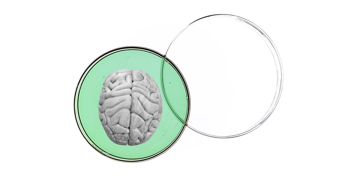 Scientists Grew a Tiny Brain That Fires Like a 40-Day-Old Fetus