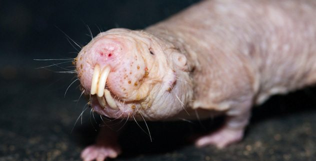 10 Amazing Animal Facts