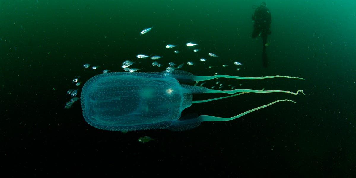 These Deadly Jellyfish Could Help Us Understand Our Own Brains