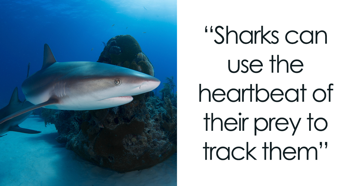 151 Crazy Facts About Sharks You Probably Didn’t Know