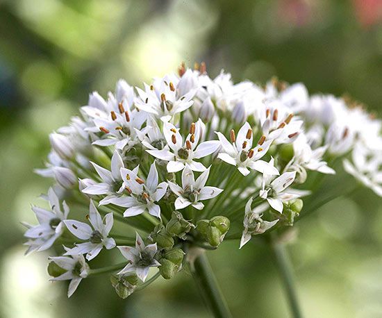 How to Plant and Grow Garlic Chives
