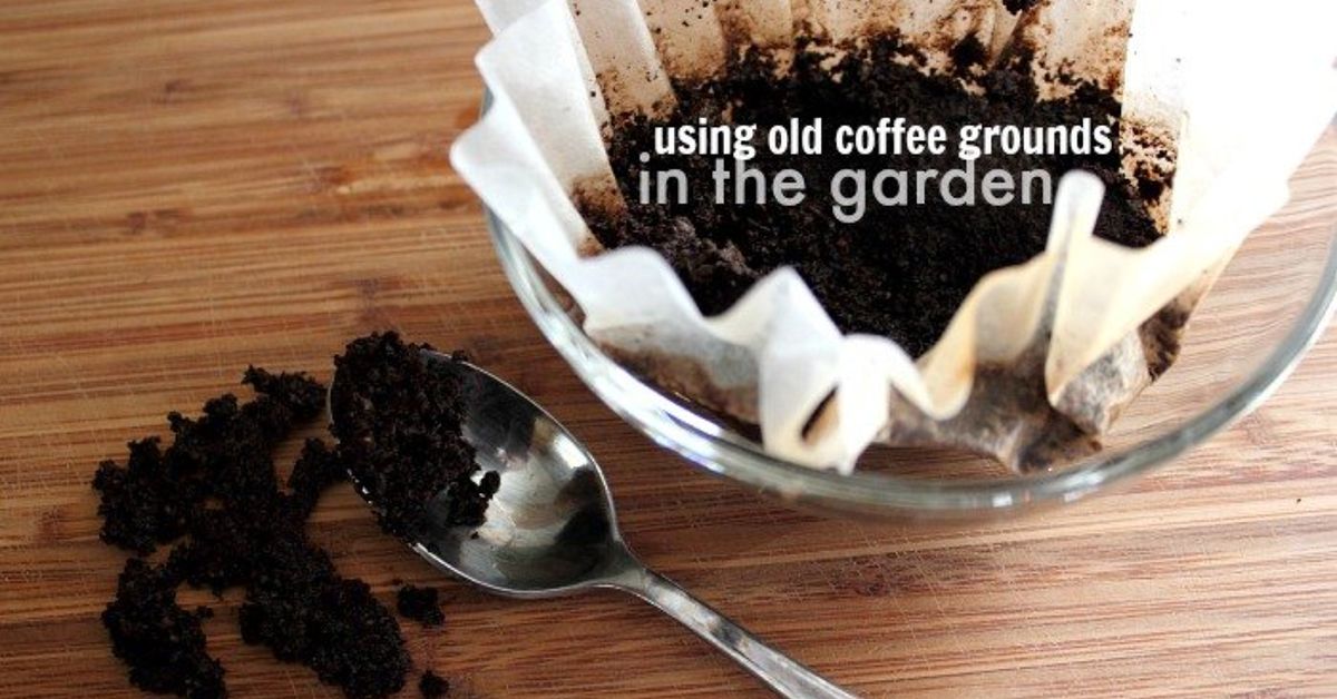 5 Fun Ways to Use Coffee Grounds in the Garden