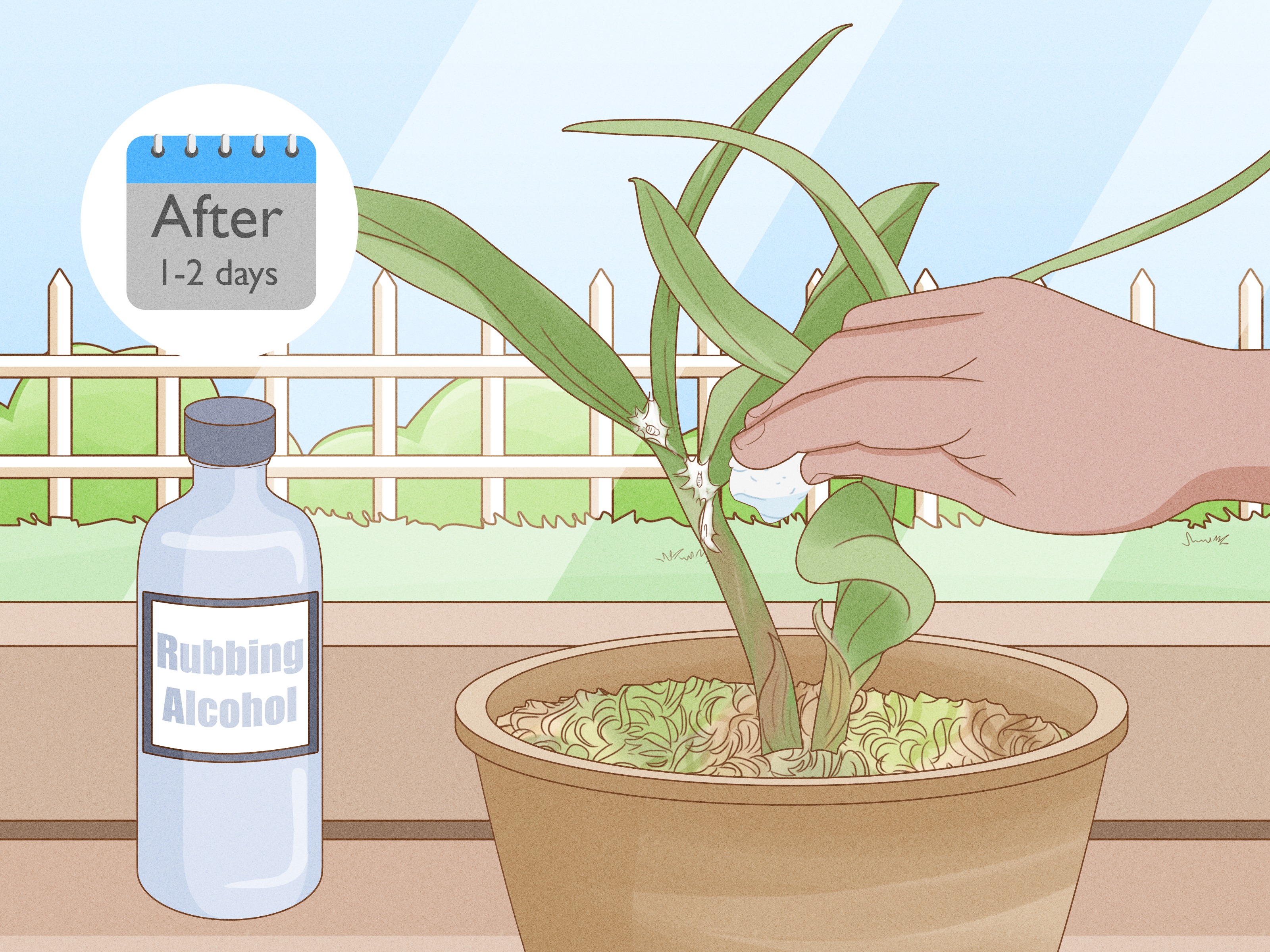 How to Care for a Dendrobium Orchid: 12 Steps