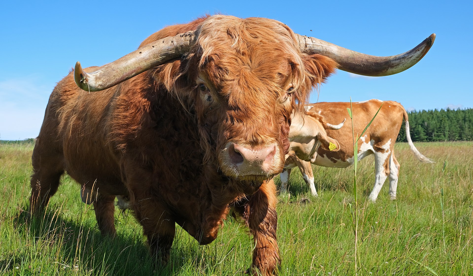 ChatGPT And Other LLMs Produce Bull Excrement, Not Hallucinations