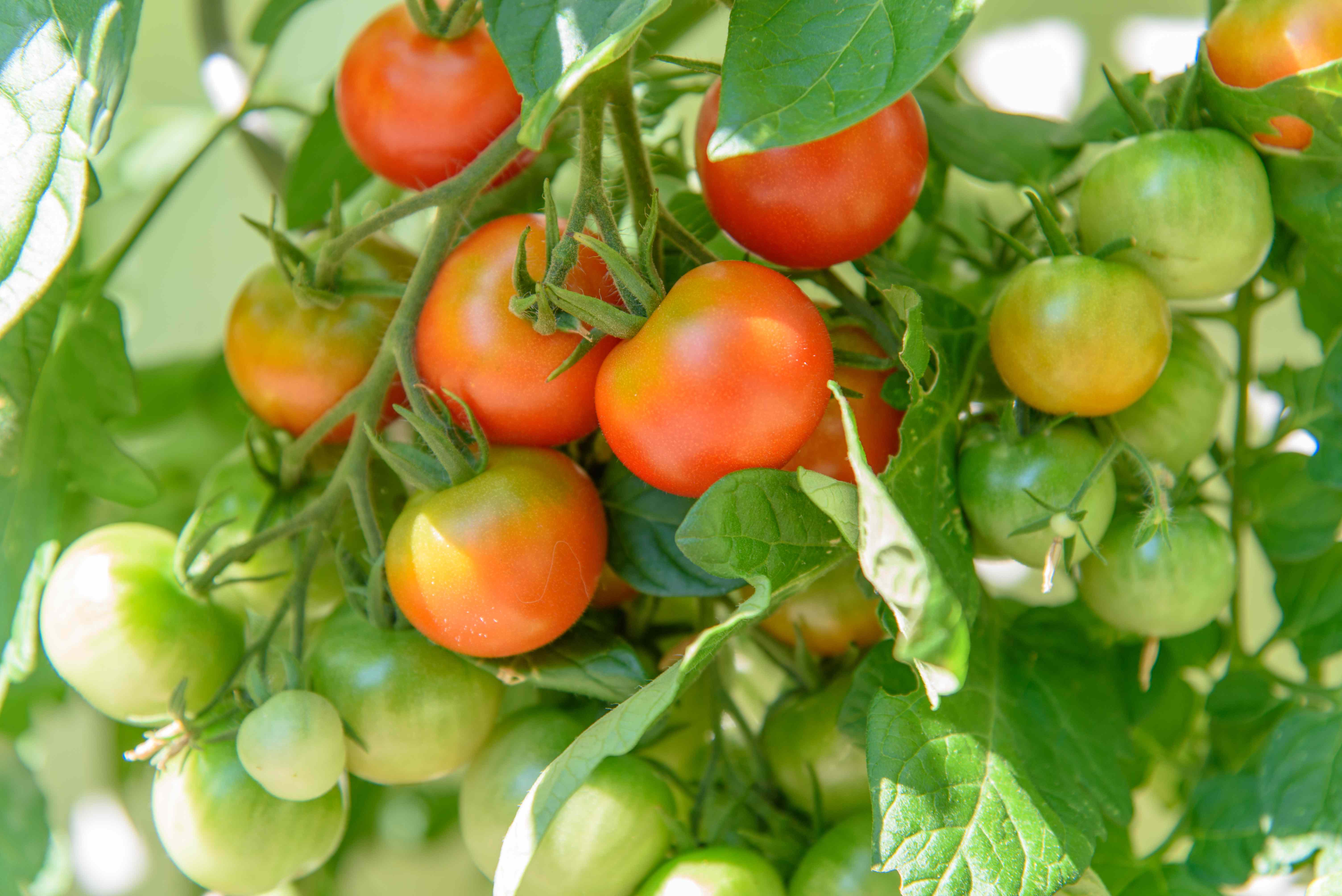 Should You Harvest Your Veggies Before a Heat Wave? Gardening Pros Weigh In