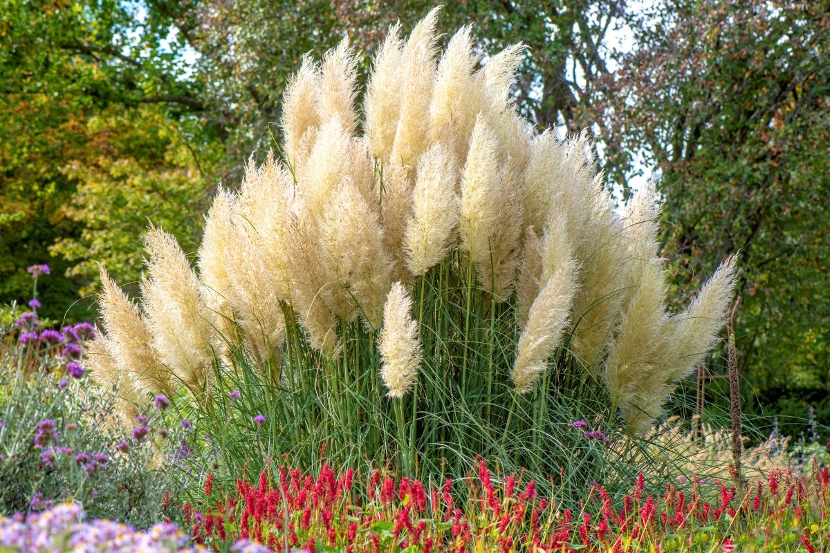 The 22 Best Ornamental Grasses for Adding Drama to Your Property