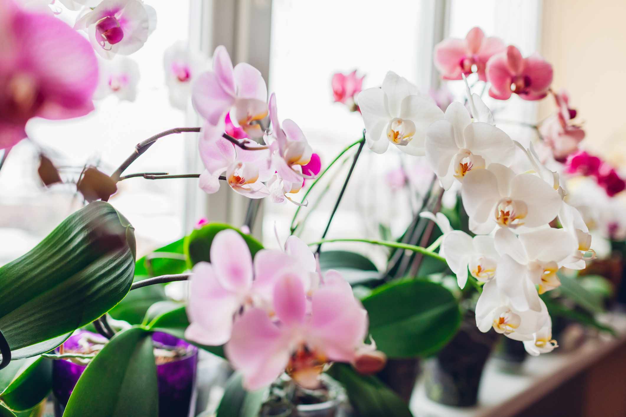 How to Make an Orchid Grow a New Flower Spike