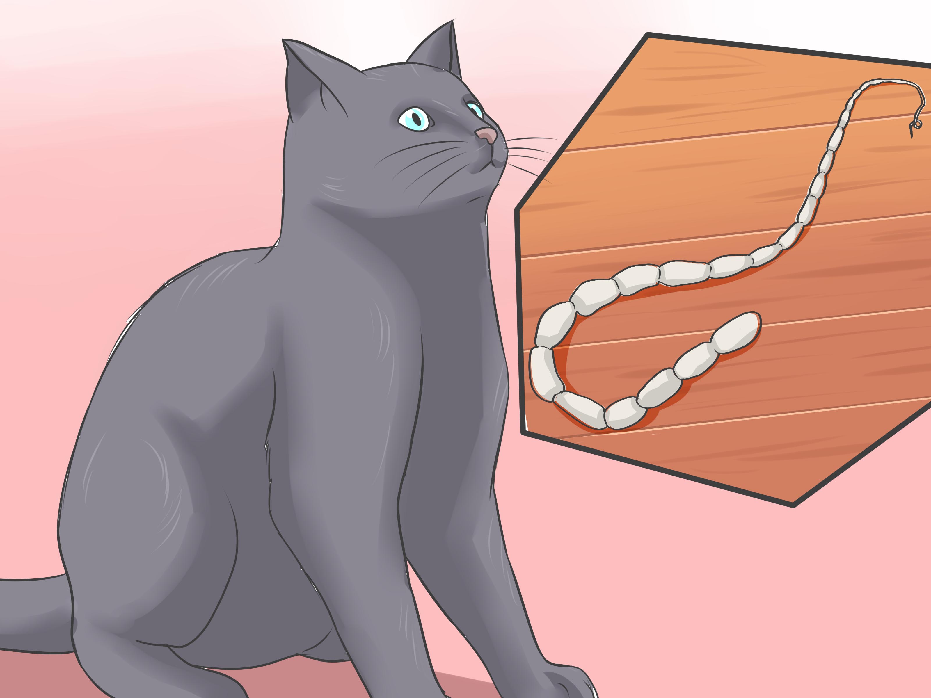 How to Treat Tapeworm in Cats: Identification & Prevention