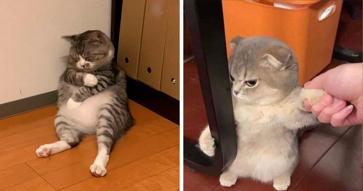 50 Times Cats Acted So Goofy, Their Owners Thought They Were Broken, As Shared By The ‘Cat Virus.Exe’ Page
