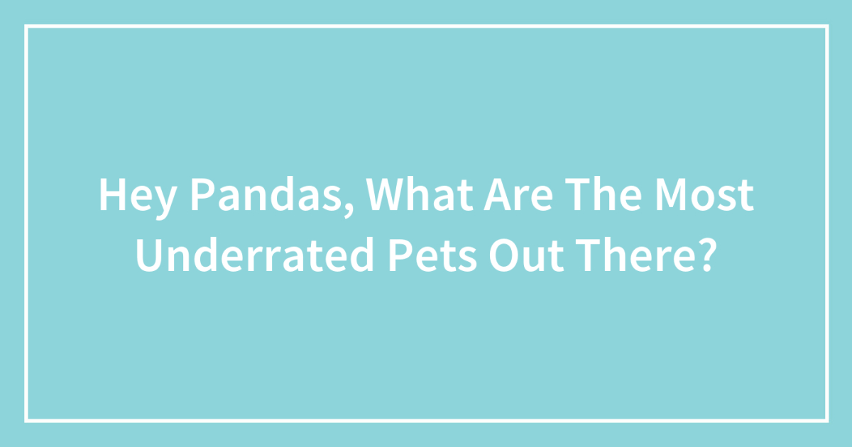 Hey Pandas, What Are The Most Underrated Pets Out There?