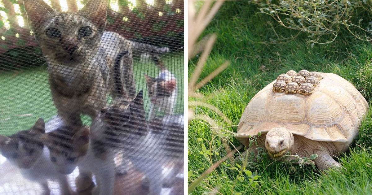 “She Wasn’t Fat After All”: 50 Wholesome Pics Of Animal Parents And Their Babies