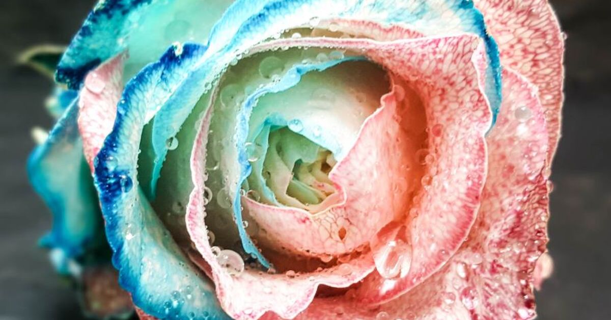 How To Make Candy Floss Roses