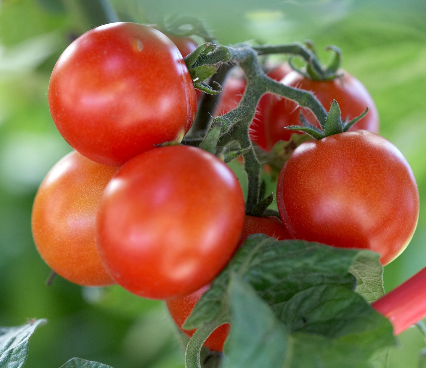 How to Grow Tomatoes