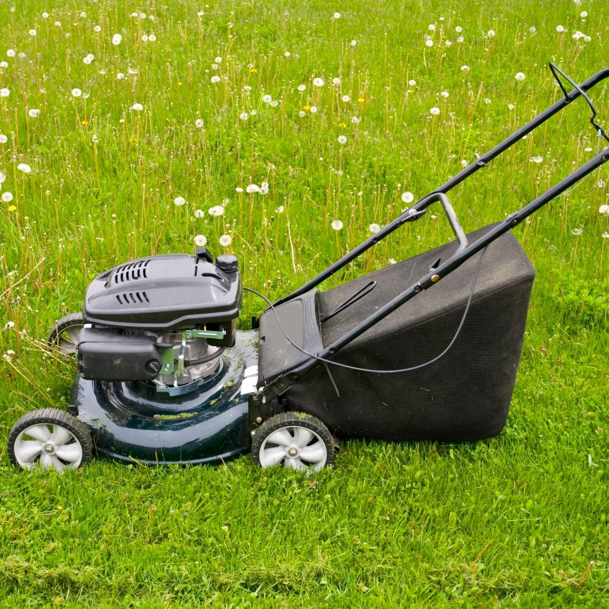 When Does Grass Stop Growing?