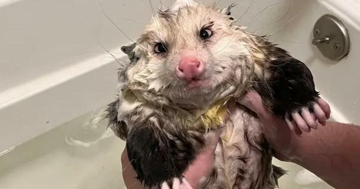 Try Not To Smile: 80 Adorable, Soul-Healing Animals That Are Bound To Make Your Day Better