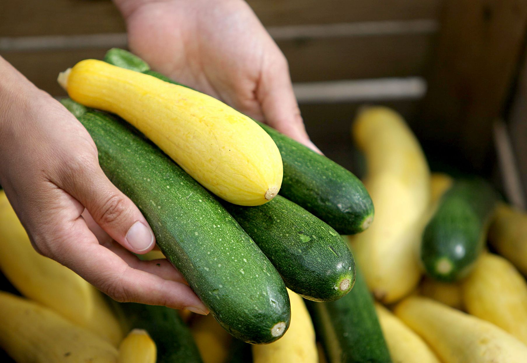 How to Plant and Grow Summer Squash