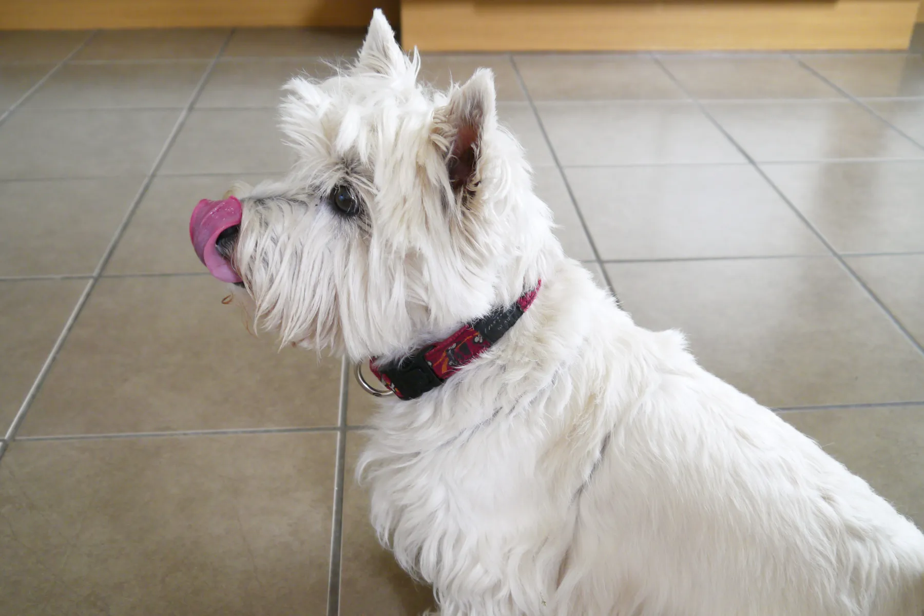 Should Dogs Eat Vegetables?