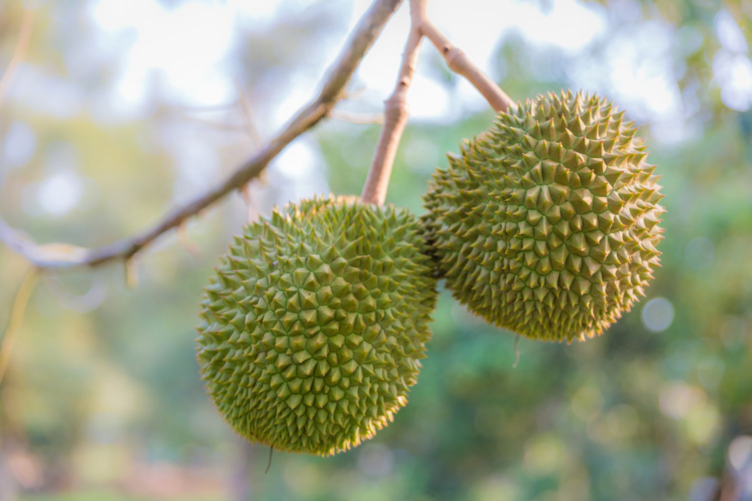 How to Eat Durian Fruit, A Tropical Delight
