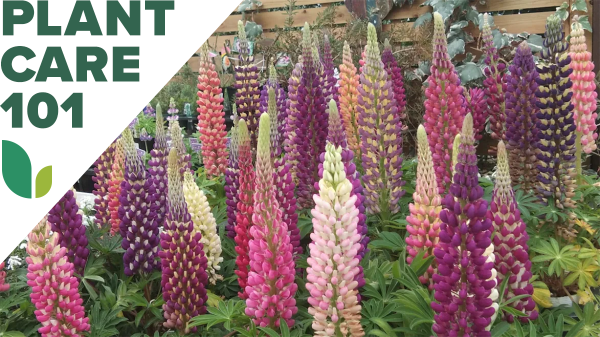 Lupine Plant Care: How to Grow Bluebonnets and Other Lupine Flowers